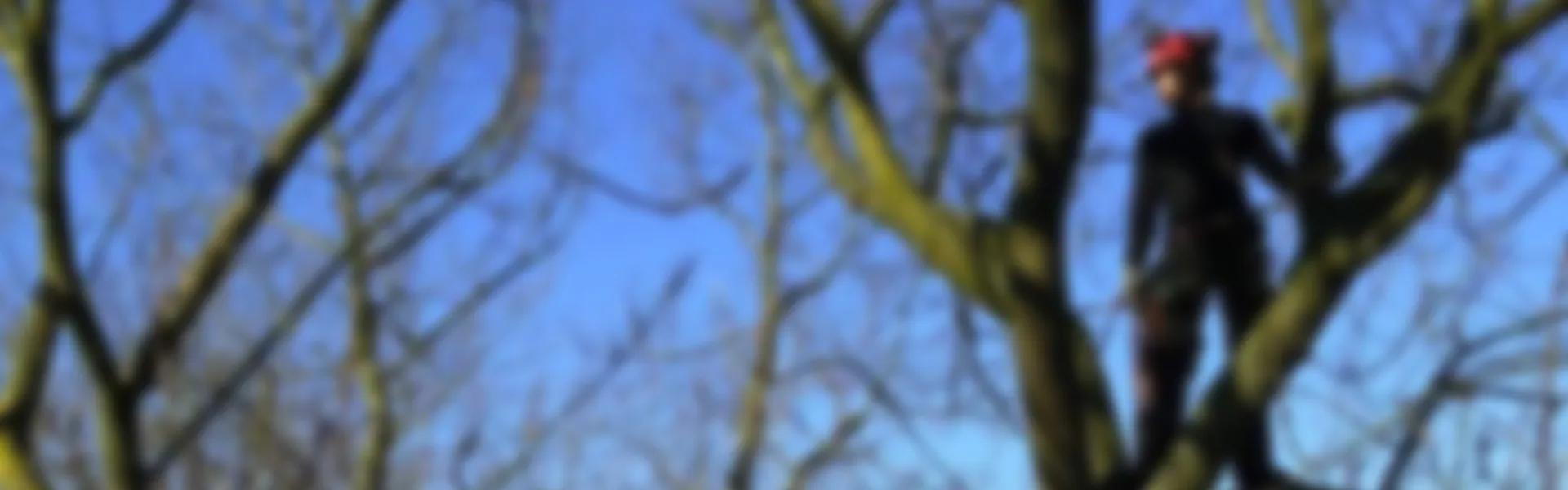 Onafhankelijk boomverzorgingsbedrijf