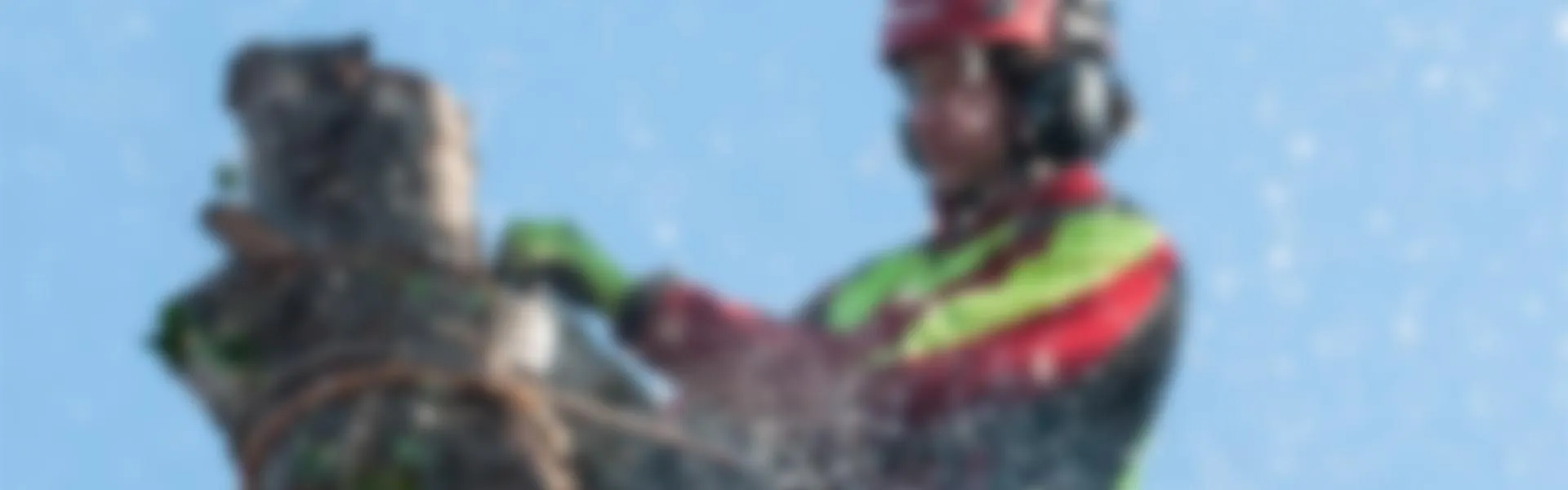 Aanplanten, snoeien & verwijderen van bomen